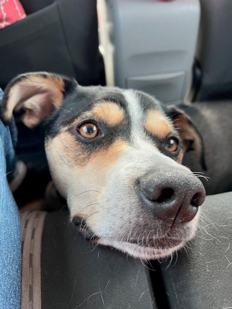 Finn the dog looks up from the floor in the back seat of a car