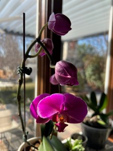 An orchid with 4 or 5 blooms, the bottom one fully open